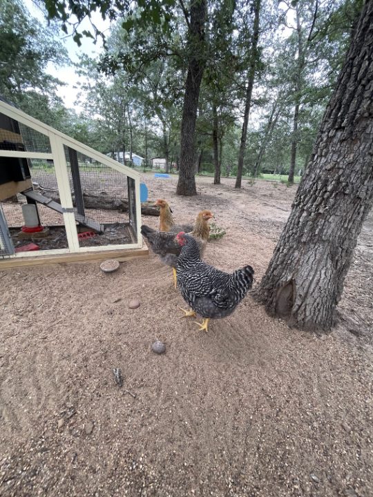 The rest of the chickens