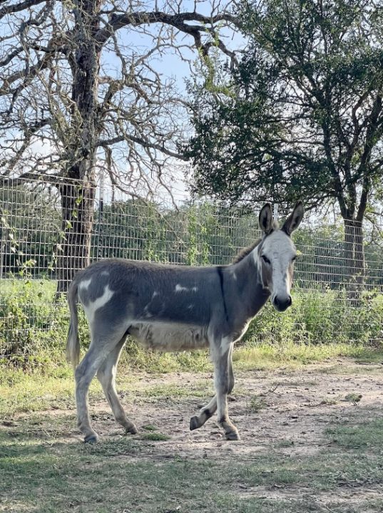 Donkey