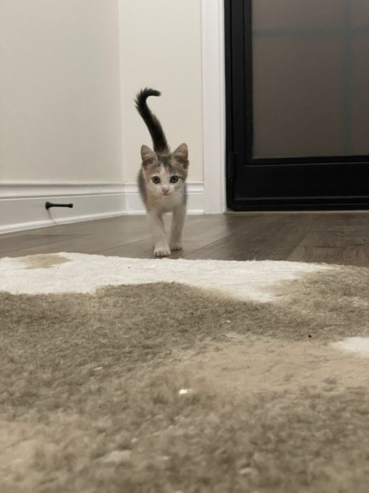 Izzy