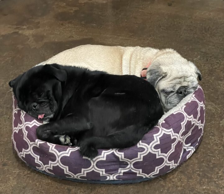 Liv & Biscuit